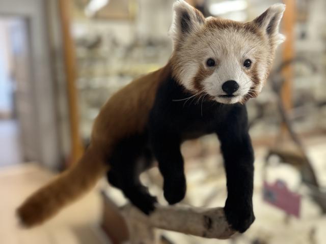 Panda roux museum d'histoire naturelle montauban