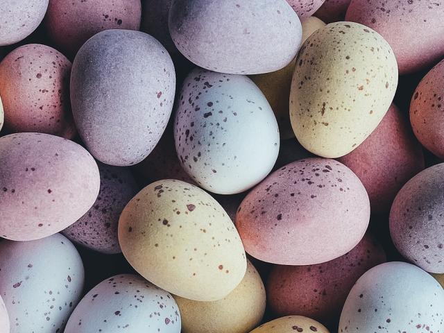 chasse aux oeufs de pâques à montauban